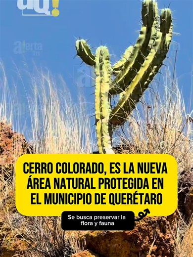🌄🌿 Este es el Cerro Colorado, la nueva área natural protegida en el municipio de #Querétaro, que además de preservar la flora y fauna, ayuda a mantener el legado prehispánico de nuestra ciudad 🏛️🌎✨ #CerroColorado #MedioAmbiente #ÁreasNaturales #Historia #Querétaro
