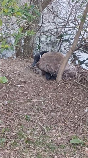 Nesting Canadian Goose. #oldschoolalaska #canadiangeese