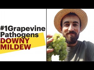 #1 Grapevine Pathogens - Downy Mildew
