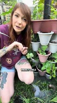 Multiplying Your Strawberry Plants