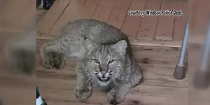 Bobcat chasing a cat bursts into a home and attacks an elderly man, police say