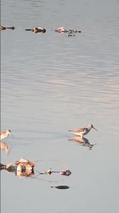 Twin Hunters! Two Marsh Sandpipers Foraging with Mirror-Like Reflections 🐦💧 #shorts #sandpiper
