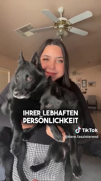 Entdecke den temperamentvollen Schipperke – kleiner Kapitän