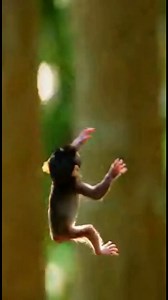 Little Monkey’s Suffering Begins After Mother’s Anger Leads to Dangerous Fall | Monkey history 2024