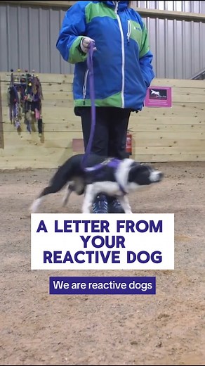26K views · 115 reactions | Here at Absolute Dogs, we don’t love...