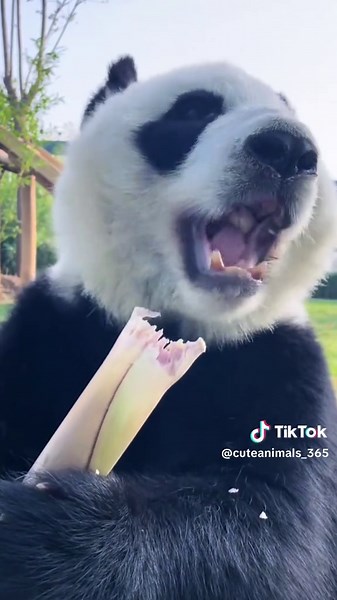 Pandas Enjoying Bamboo Shoots