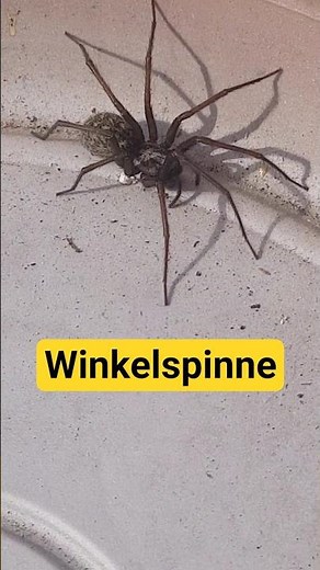 Große Winkelspinne März #2026 #arachnophobia #spider #spinnen