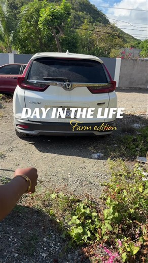 A Day in the Life on a Chicken Farm