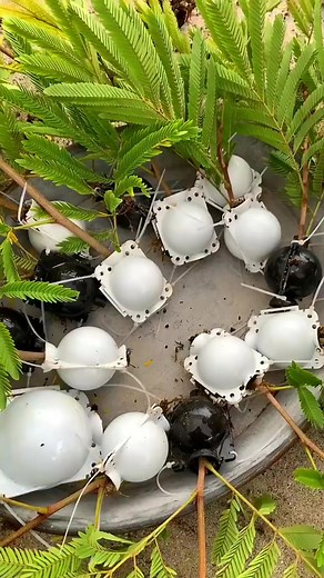 2.3M views · 16K reactions | Plant Air Layering #fyp #foryou #propagated #airlayeringpropogation #airlayering #propagateplants -7272421592779476267 | Grafting Planting | Facebook