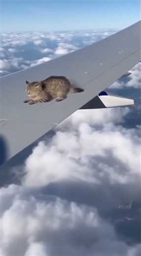 Cat Found Clinging to Plane Wing Mid-Flight