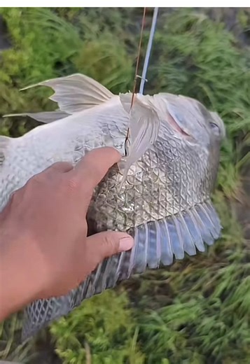 CROSSBOW Thailand.ID on TikTok