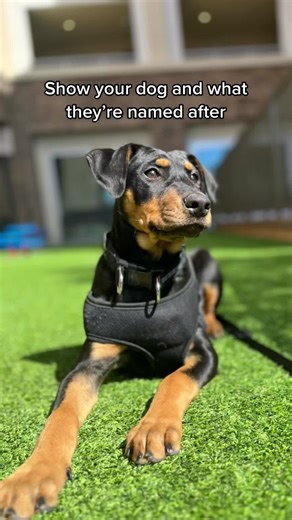 Brown Doberman Lab Mix in London