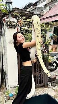 งูเหลือมลายวัว(Cow) #งูเหลือม #งูใหญ่ #giantsnake #rfreptile