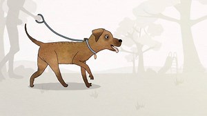 11K views · 62 reactions | What role does your pet play in your family? | RSPCA Pet Insurance | Facebook