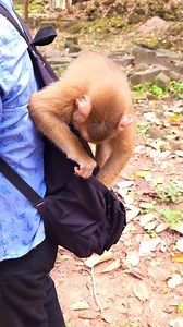 32K views · 708 reactions | Smart boy LEO is finding food in virak's bag | Real Monkey's Life. | Facebook