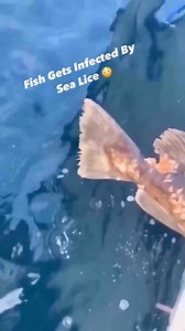 327K views · 927 reactions | Fish infected by Sea Lice  . I didn’t even know it existed in the sea 路‍♂️  . Be careful what you eat. . @talk_with_atula . #seafood #seafoodlover #fish #seafoodboil #seafoodplatter #seafoodrestaurant #seafoodfeast | Unanswered Univrs | Facebook