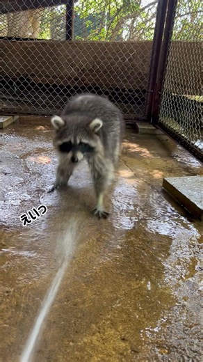 水遊びするアライグマ🦝【ユートピアショート】