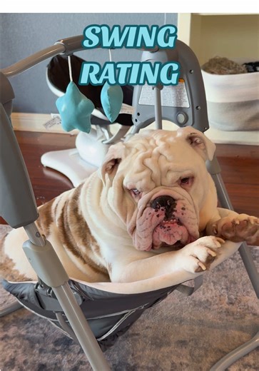 Who is here for this series?!🙋‍♀️ what started with Jupi snooping around the baby’s toys… has now ended up as his full time job. As Jupiter’s rightful big bro duties, he will be safety testing each toy. If deemed Jupiter approved, then flesh baby shall proceed to play with the toy. #jupiterthebulldog #dogsandbabies