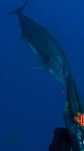 Giant Bluefin Tuna #fishingworldtv | Fishing World Tv