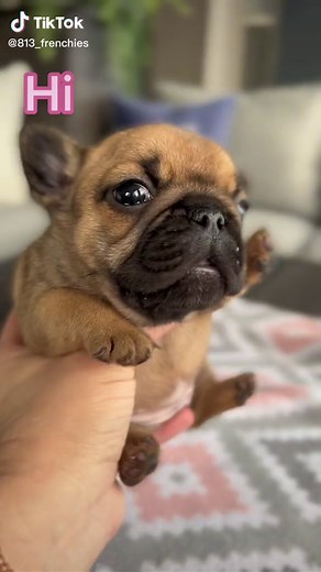 Meet Pixie, the Mini French Bulldog! 🐶