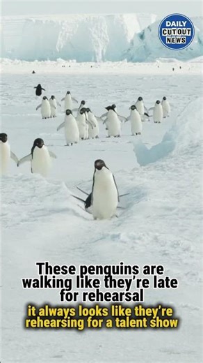 This penguin squad is READY for North Pole World of Dance.