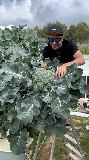 895K views · 133K reactions | 18 broccolis grown vertically on one aeroponic tower #broccoli #verticalfarming #towergarden #farming #agriculture #vegetables | Agrotonomy Tower Farms | Facebook
