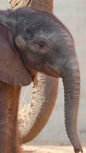 We're blasting our trunks in excitement because the baby Elephant name reveal is finally here! 🎉 🐘 We'd like to give a big thank you to our dedicated care team and supportive community for submitting thousands of votes during this naming adventure. Starting tomorrow, March 16, the Elephant exhibit will be open to the public Mon – Fri from 10 a.m. – 3 p.m. Viewing on Sat and Sun will be from 9:30 a.m. – 3 p.m. Zoo members can enjoy early admission from 9 – 10 a.m. for Member Mornings. UPDATE: W