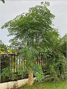 Moringa Tree Live Plant, Malunggay 6 to 8 Inc Tall Moringa Plants Live, Drumstick Horseradish Tree, Herb Moringa Plants to Plant Outdoor