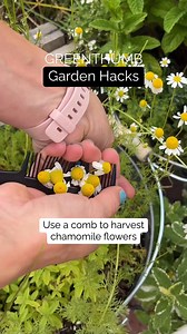 #garden #gardening #flowers #plants #trees #gardendesign #plantbased #GardenInspiration #gardeningtips #plantlovers | Gardening reels