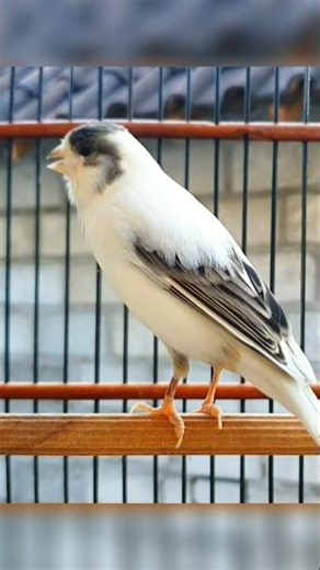 happy bird sounds | animal sound #canary #birdsong #cute