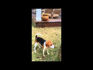 Foxhound Baying and Barking