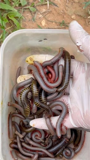 So many beautiful millipedes #millipedes #insects #shorts