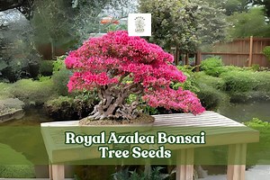 30 Royal Azalea Seeds – Rhododendron Schlippenbachii – Flowering Bonsai or Ornamental Shrub - Etsy