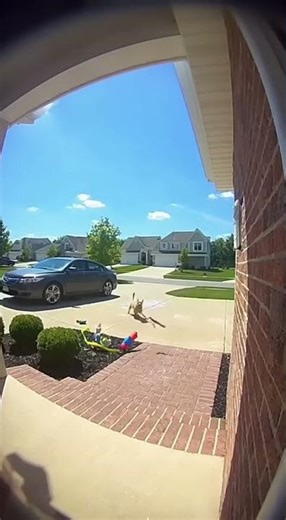 Toy Gun Freaks Out Dog