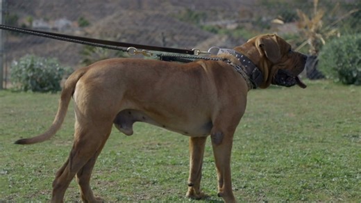 The Tosa Inu: The most banned dog and why it matters