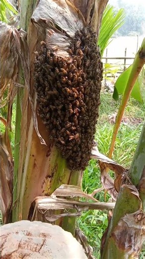 Massive Bee Swarm on Tree 😲🐝 | Nature’s Living Hive in Action#shorts