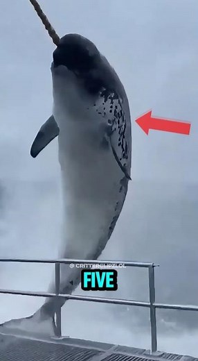 Top 5 Ocean Predators With The Most Shocking Hunting Strategies #animals #wildlife #facts