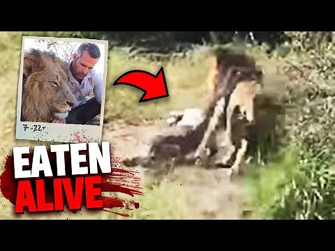 After EATING 6 People Alive This Lion Was FINALLY Caught!