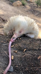 53M views · 135K reactions | Look how fast Leo the Albino Echidna demolishes his treat of bugs! Volume up  | Symbio Wildlife Park | Facebook