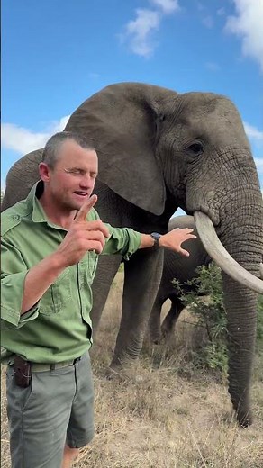 Mak is a right-handed elephant - this can be seen in the way that he uses the right tusk more! 🤠🐘