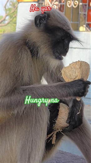 Hungry Na #viral #monkey #funny #lifeisbutadream