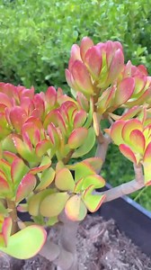 4”-22” Tall RED TIP Jade Crassula Ovata, Lucky Plant, Money Tree, Bonsai, Exact Plant W 15% Discount @ Succulentsoasis.etsy.com - Etsy