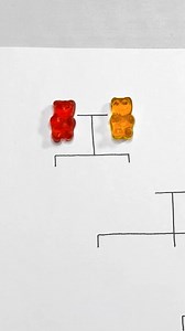 A simple explanation of genetics on a gummy bear 🧬 | 5-Minute MAGIC