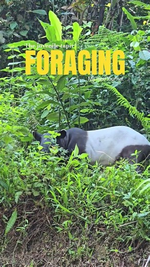 A Glimpse into the Wild: Juvenile Tapir Foraging