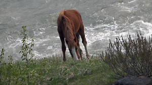 151 reactions · 13 shares | Alberta Wild Horses - Picnic beside the river. Even in the wild fire smoke conditions. Alberta, Canada. Video by Donna. | Duane Starr Photography | Facebook