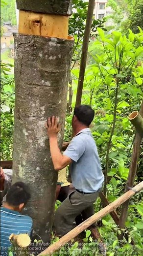 Sharing the process of harvesting cinnamon