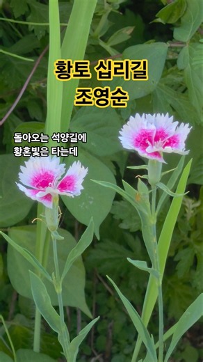황토 십리길(가사) #조영순 #황토십리길 #배호 #여자배호