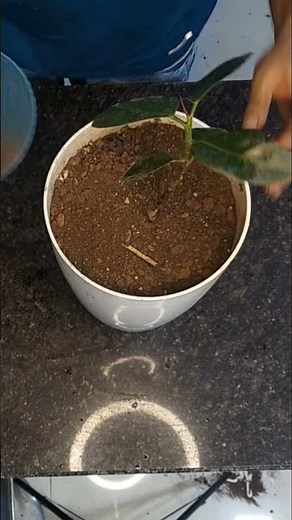 Rubber Plant Care | Easy Tips for Fast & Healthy Growth #kalpagarden #plants #indoorplants