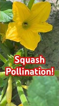 Process of Squash Pollination and Production!