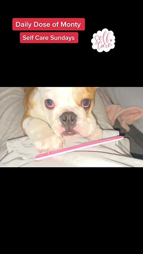 Daily Dose of Monty ❤️ Self Care Sundays #fyp #bulldogsoftiktok #bulldog #dog #dogs #dogsofttiktok #englishbulldog #britishbulldog #bully #puppy #puppiesoftiktok #dayinmylife #puppylove #pup #KindAndFree